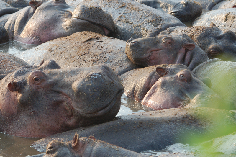 Illustration for article titled Out of Africa. Hungry Hungry Hippos.